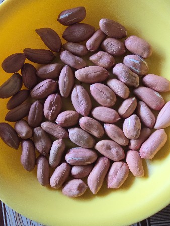 વેનોક્ષ 77 બિયારણ વેચવા નું છે