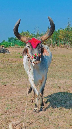 ત્રીજી દર મારવા દેવાની ફૂલ જવાબ