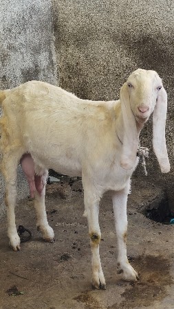 safed aankh ni gulabi bakri..