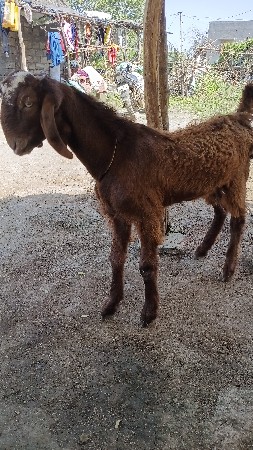 બોકડો વેચવાનો છે ભાઈ