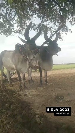 બરધ વેચવાનો છે