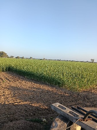 લીલી જુવાર વેસવાનિસે