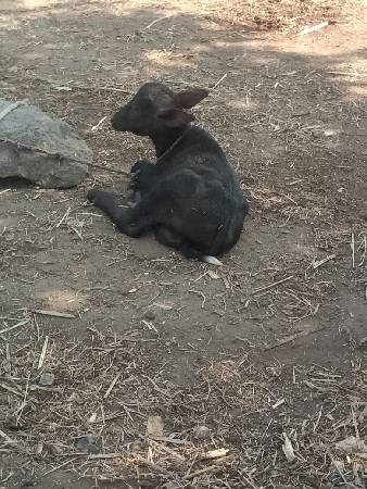 થંબનેલ 5