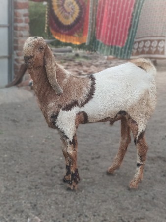 totapuri bakri
jamnapali bakri