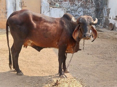 ગાય વેચવાની છે