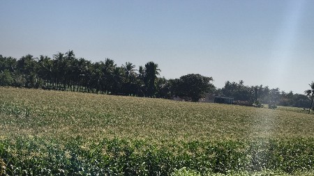 અમેરિકન મકાય નો સારો