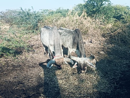 थंबनेल 2