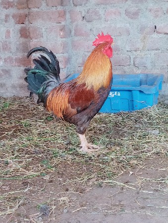 લતીફ. ભાઇ