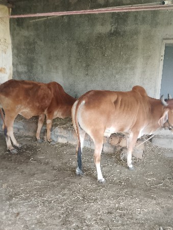 थंबनेल 3