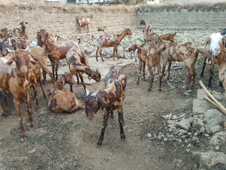 थंबनेल 2