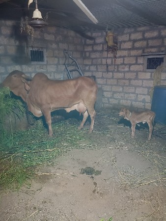 थंबनेल 2