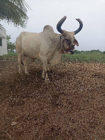 थंबनेल 1