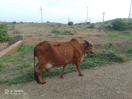 થંબનેલ 3