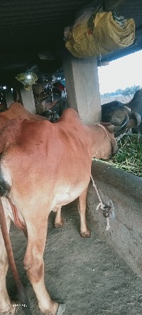 थंबनेल 3