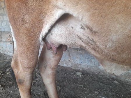 . ગાયવેચવાનીછે1લુવેતર