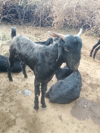 બોકડા 20000 10000