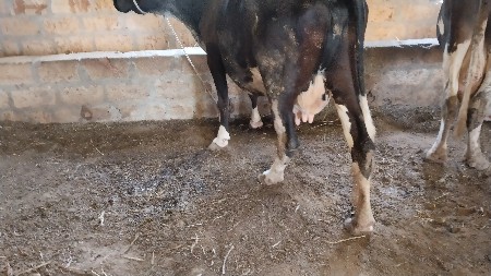 थंबनेल 2