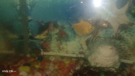 માછલી ઘર વેચવાનું છે