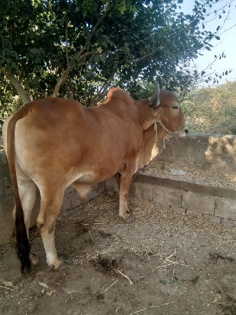 ત્રીજું ધર છે