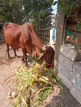 ગાય અને ભેંસ વેચવાની છે.