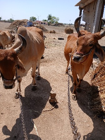 અનીલ ઠાકર /9723693019