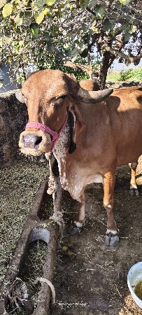 બીજા વેતરની ગીર ગાય