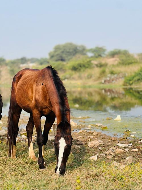 ઘોડો વેચવા નો સાટા કરવા ના