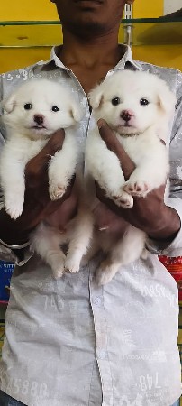 બધી પ્રજાતિના ડોગ મળી જશે