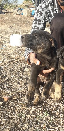 ડોબરમેન