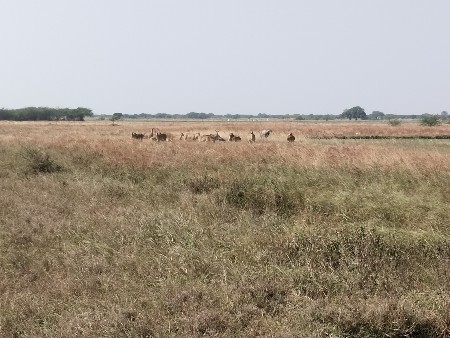 જમીન વેચવાની છે 
 6- વીધા, જુની ‌સ