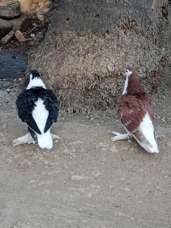 કબૂતર વેચવાના છે