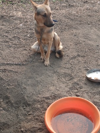 કૂતરો વેચવાનો છે