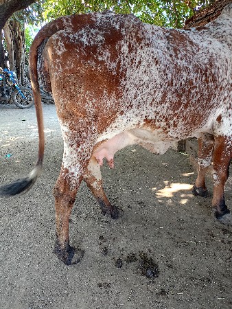 3 વેતર 
૫ લીટલ દૂધ એક ટાઈમ