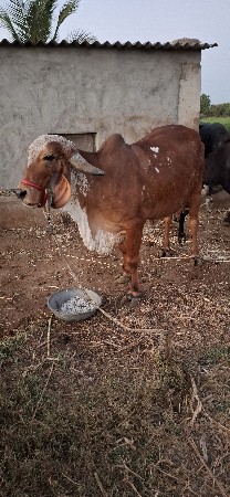 थंबनेल 2