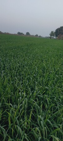 30 વિધા જમીન વેચવાની છે ફુલ પાણી