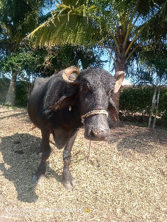 थंबनेल 2