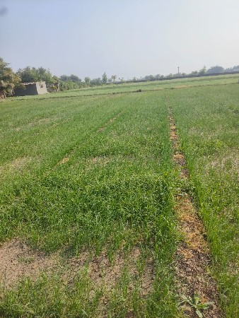 ડુંગળીનો રોપ