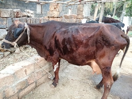 ગાય વેચવા ની છે