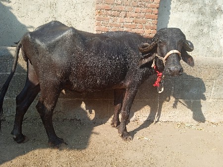 ભેસ.વેચવાની.સે