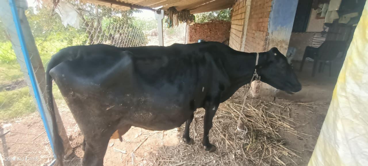 જર્શી ક્રોસ ગાય વેચવાની છે