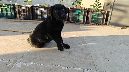 લેબરા ડોગ ફિમેલ