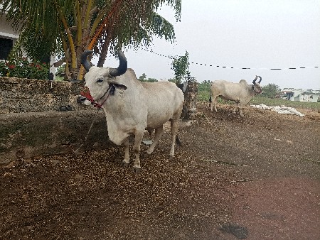 थंबनेल 2