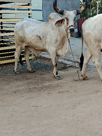 थंबनेल 2