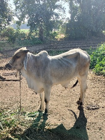 थंबनेल 3