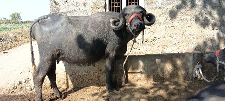 થંબનેલ 2