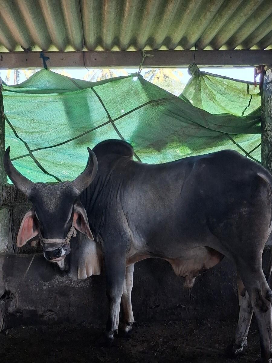 थंबनेल 3