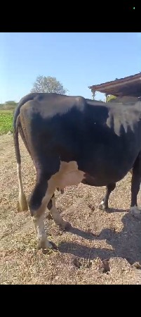 hf ગાય વેચવાની છે