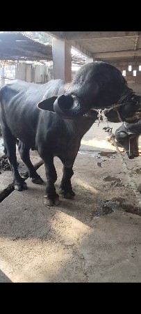 પાડો. વેચવા નો છે. ચાર જાતે છે