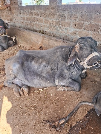 પચીશ દીવશની વીયાનેલછે