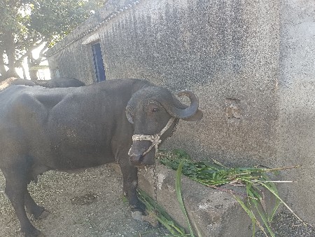 थंबनेल 3